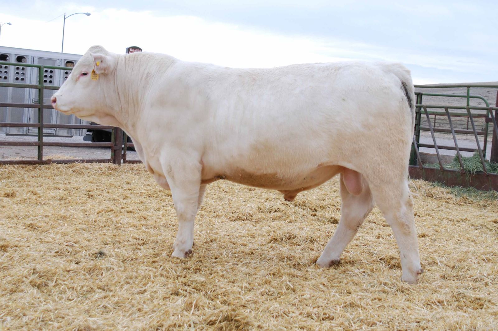 Charolais Bulls for sale